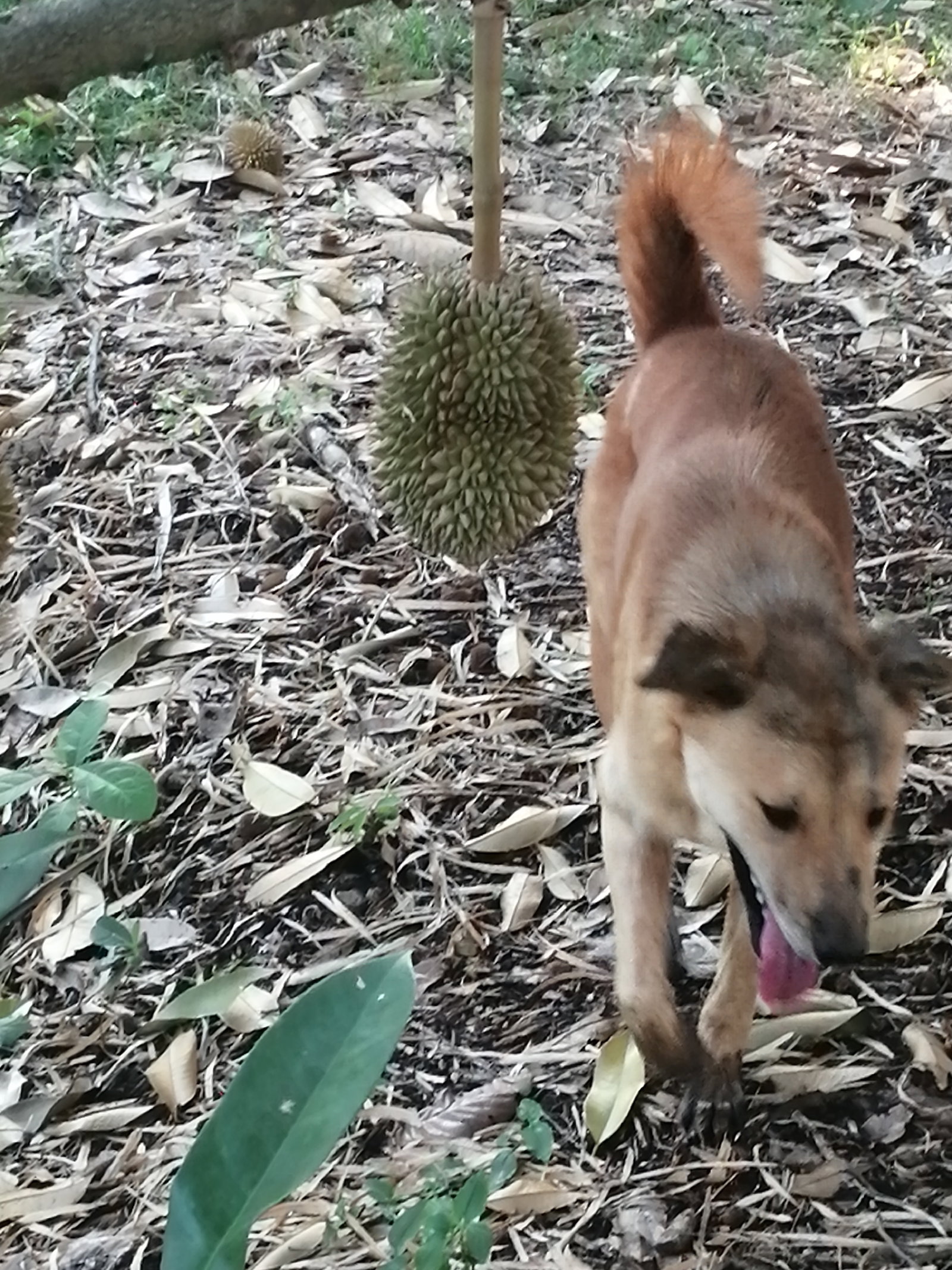 DJ_amazing_ X - Onlyfans Creator