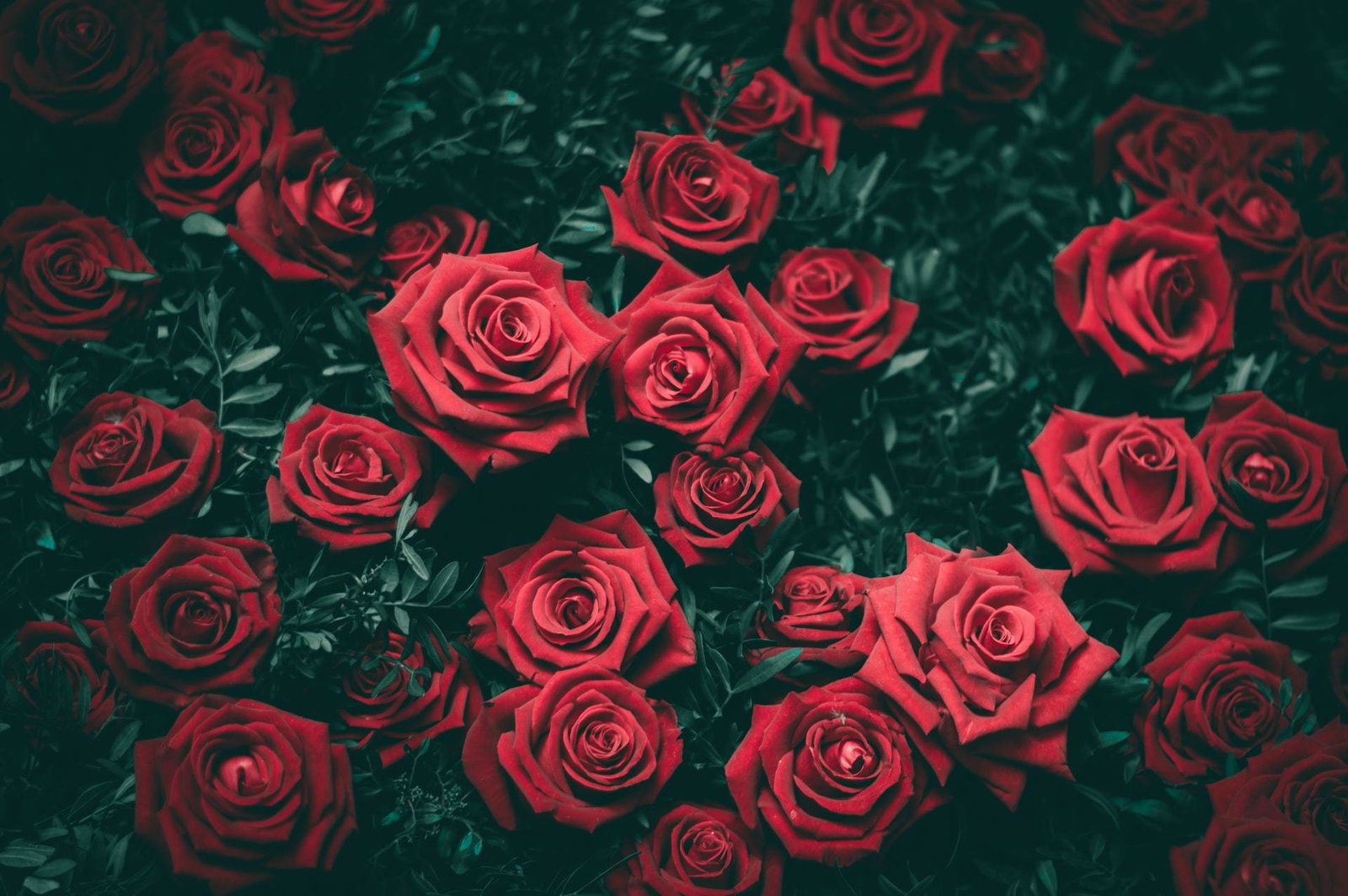 Aly header
