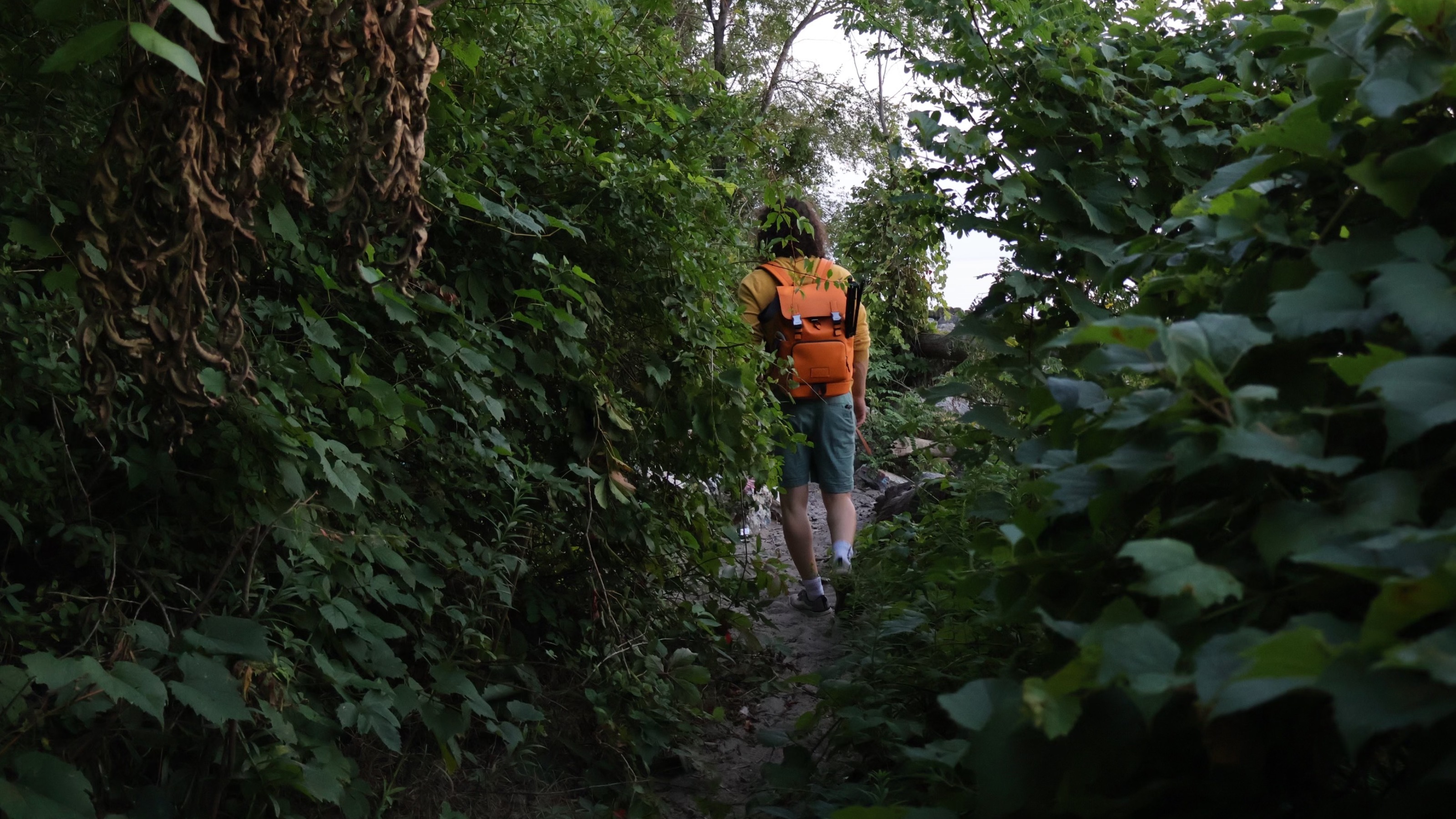 Boytarzan🦧 header