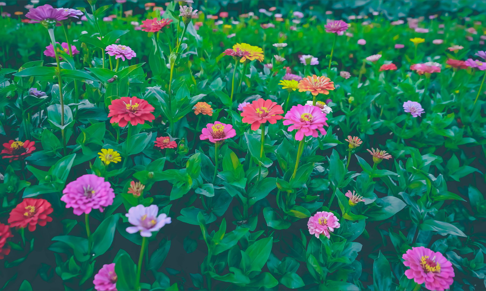 Darth ThiccMiss header