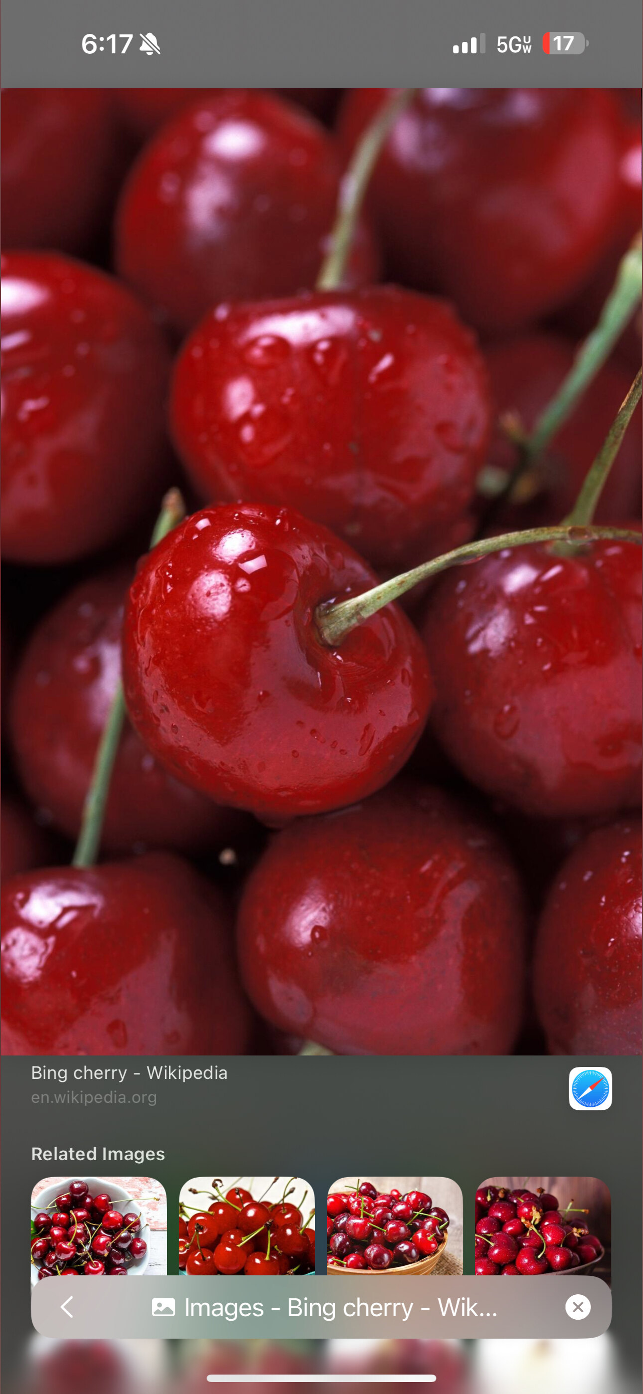 Syd Cherries 🍒 header