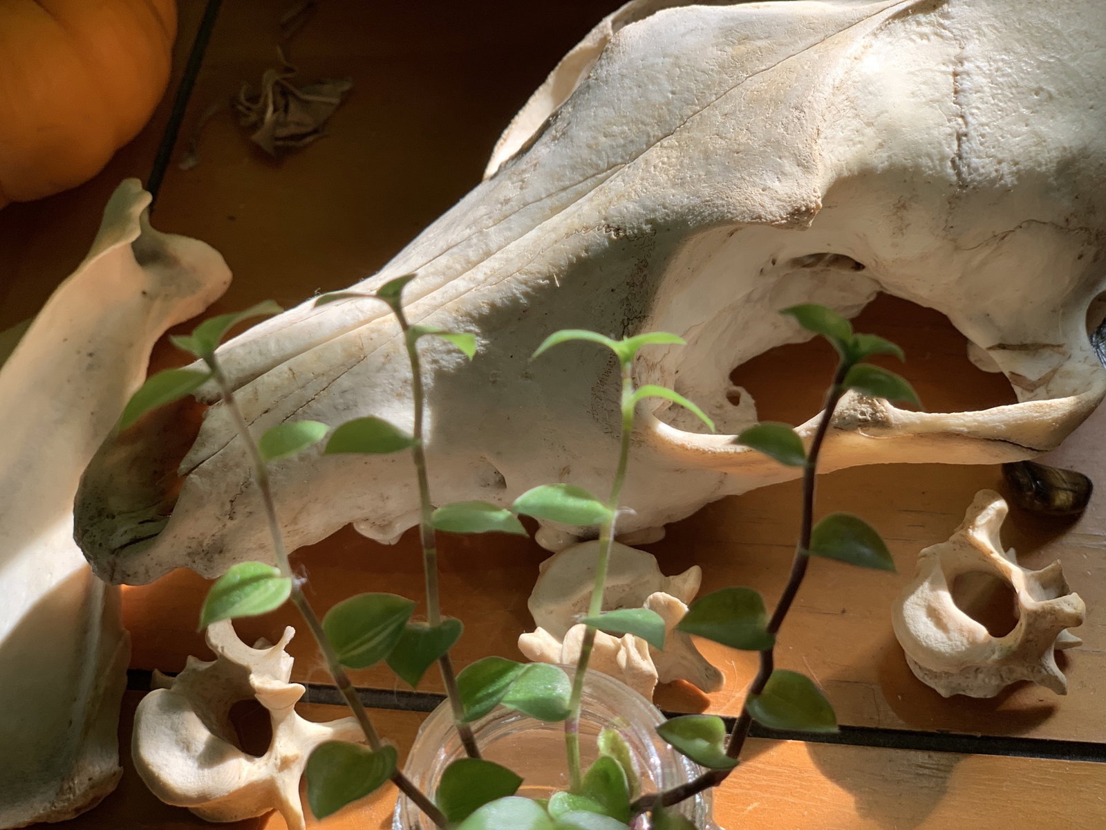 pup 🌿 header