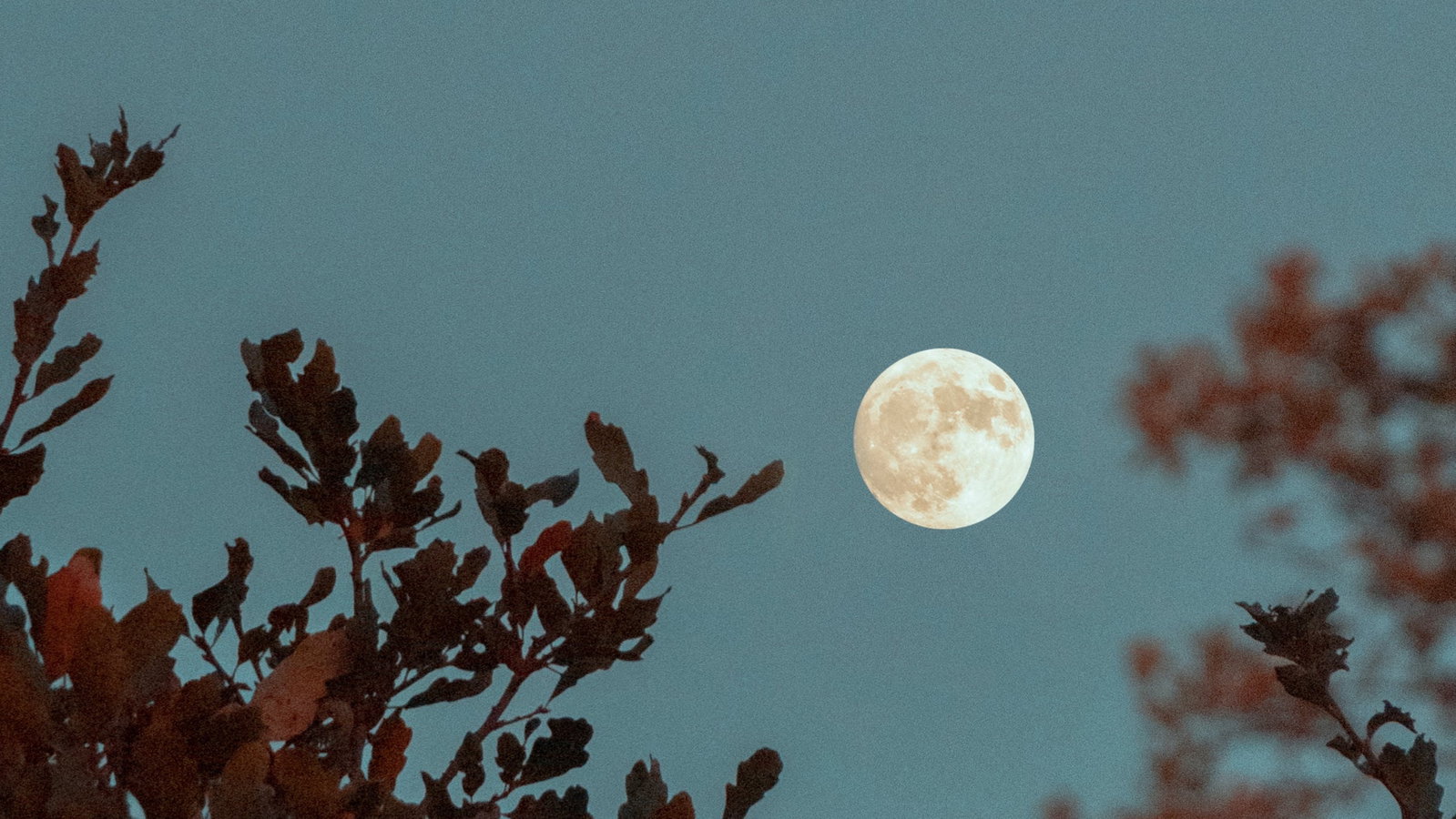 Luna Joy header