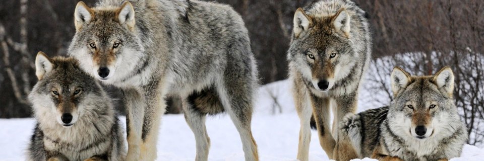 Facial queen 💦💦💦 header