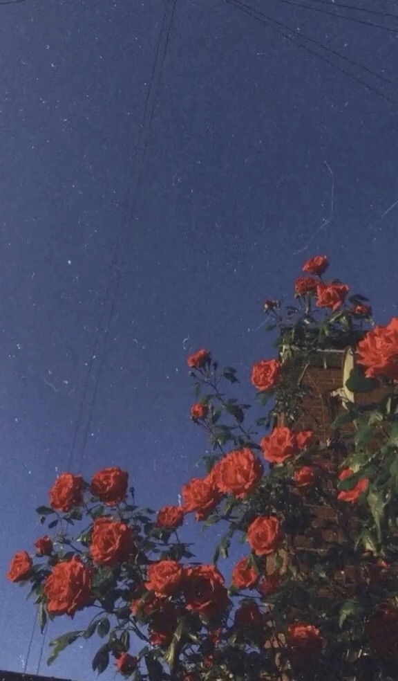 Evelyn header
