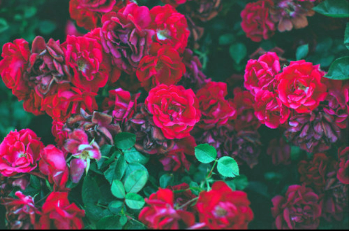 Fairy nixxi 💋 header