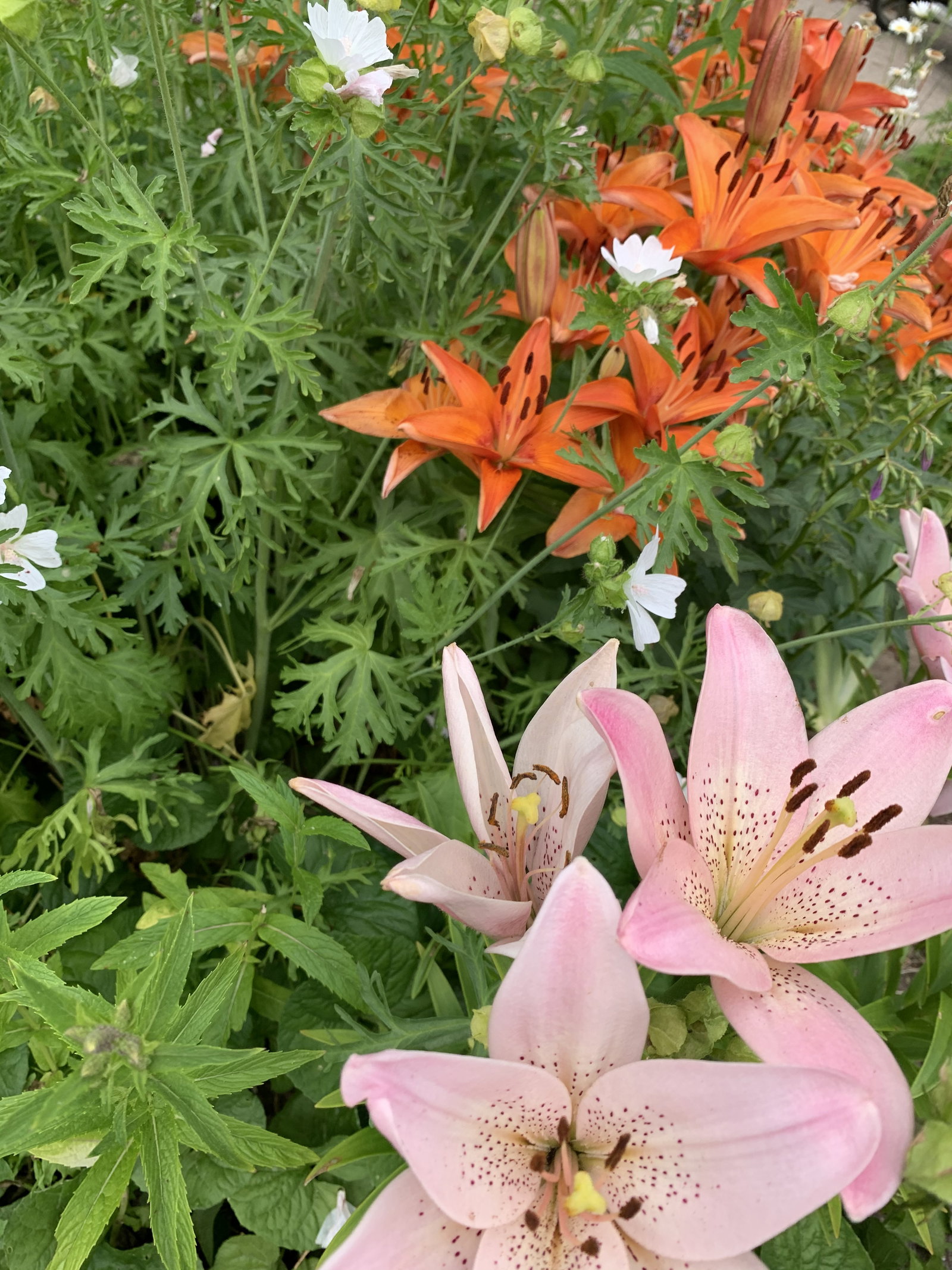 Ginger header