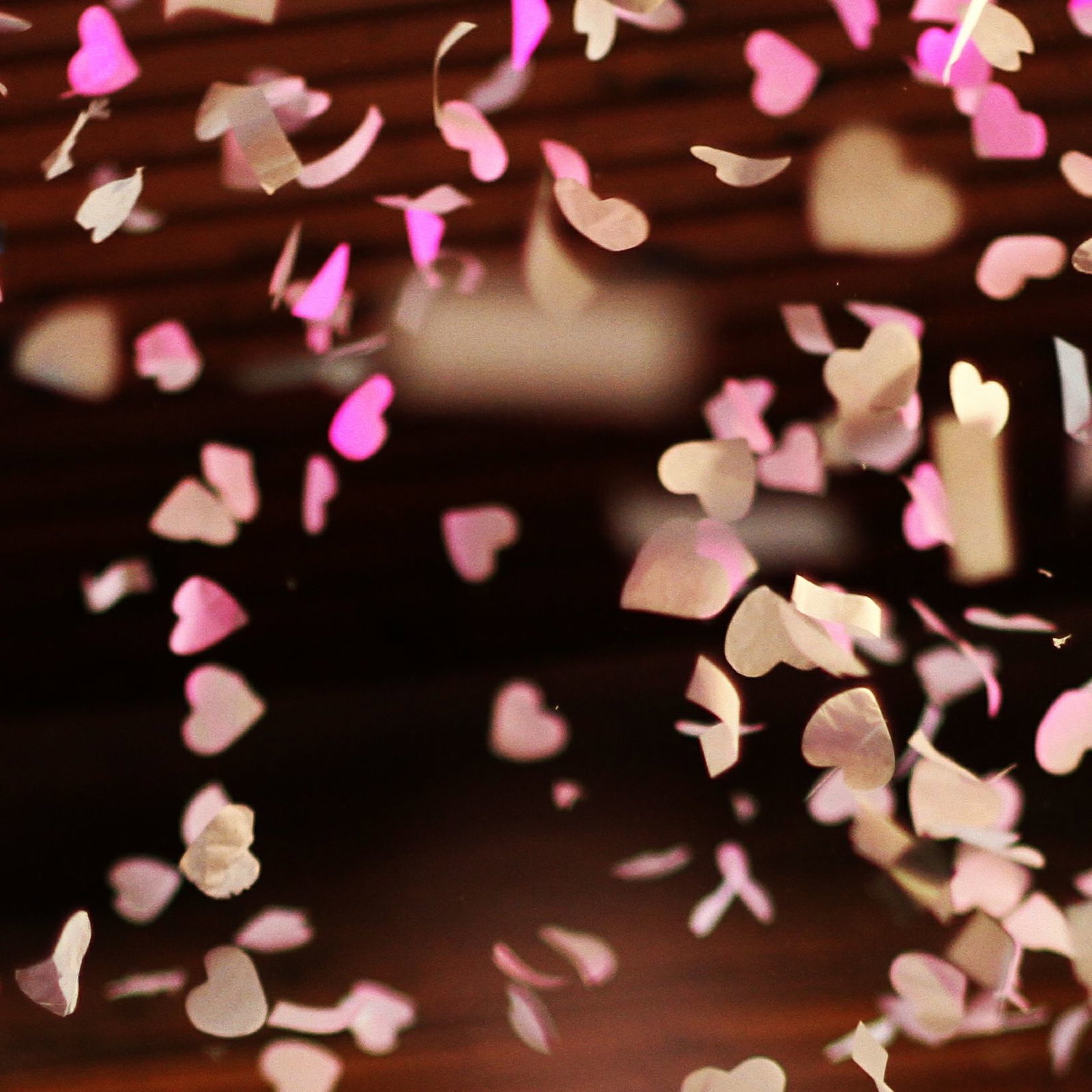 Gatita header