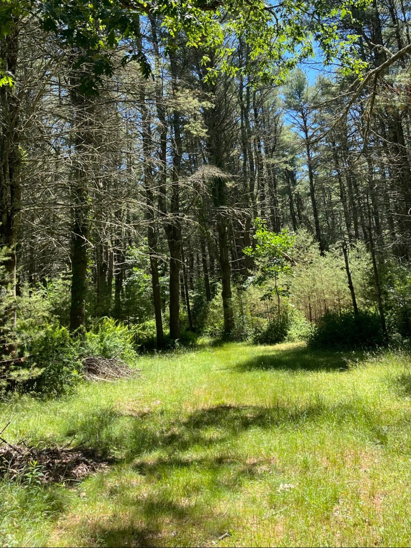 Hannah 🌳 Fetish Goddess header