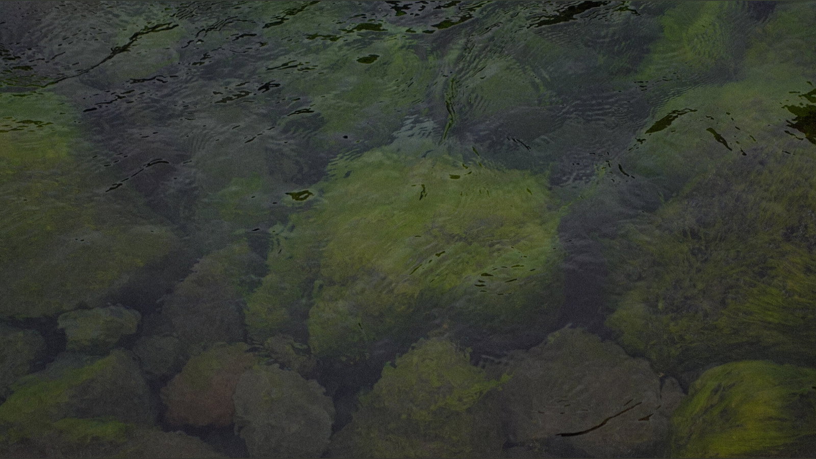 Julieta header