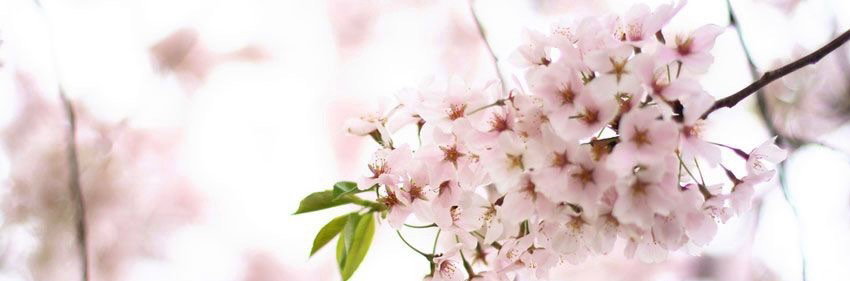 Katie Katrina header