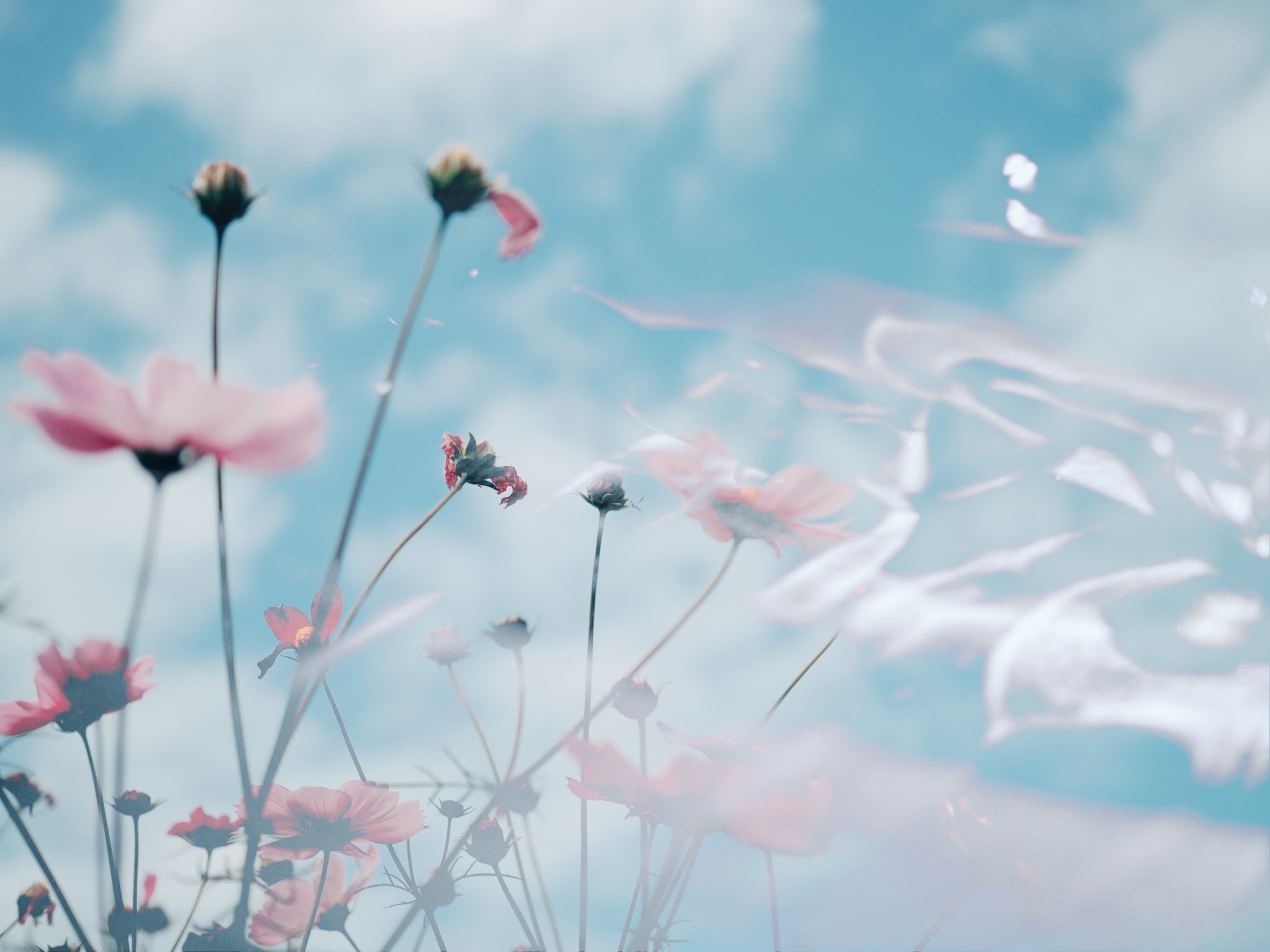 Lily Marie header