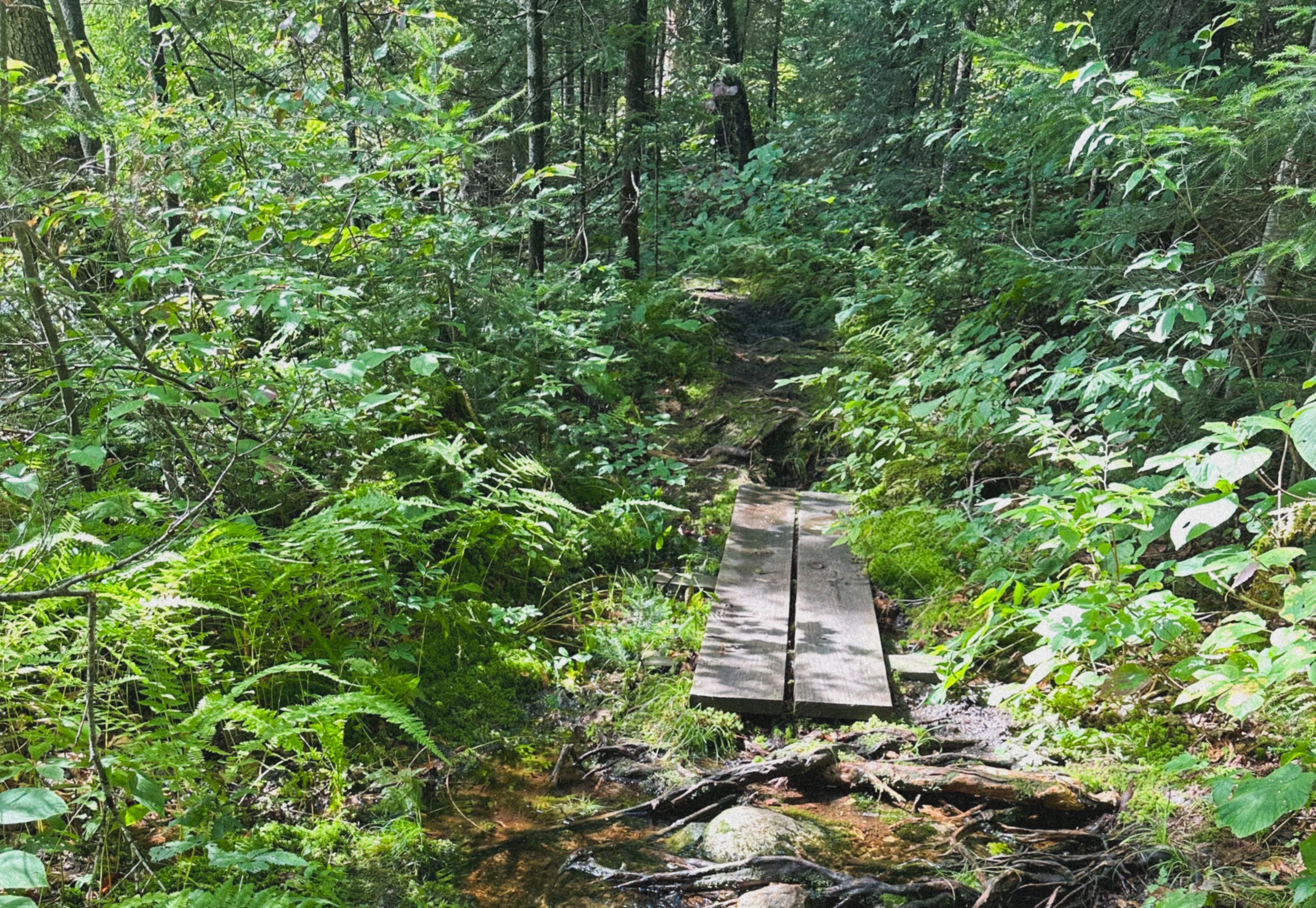 mickey ❁ ( bushy & natural + pottery ) header