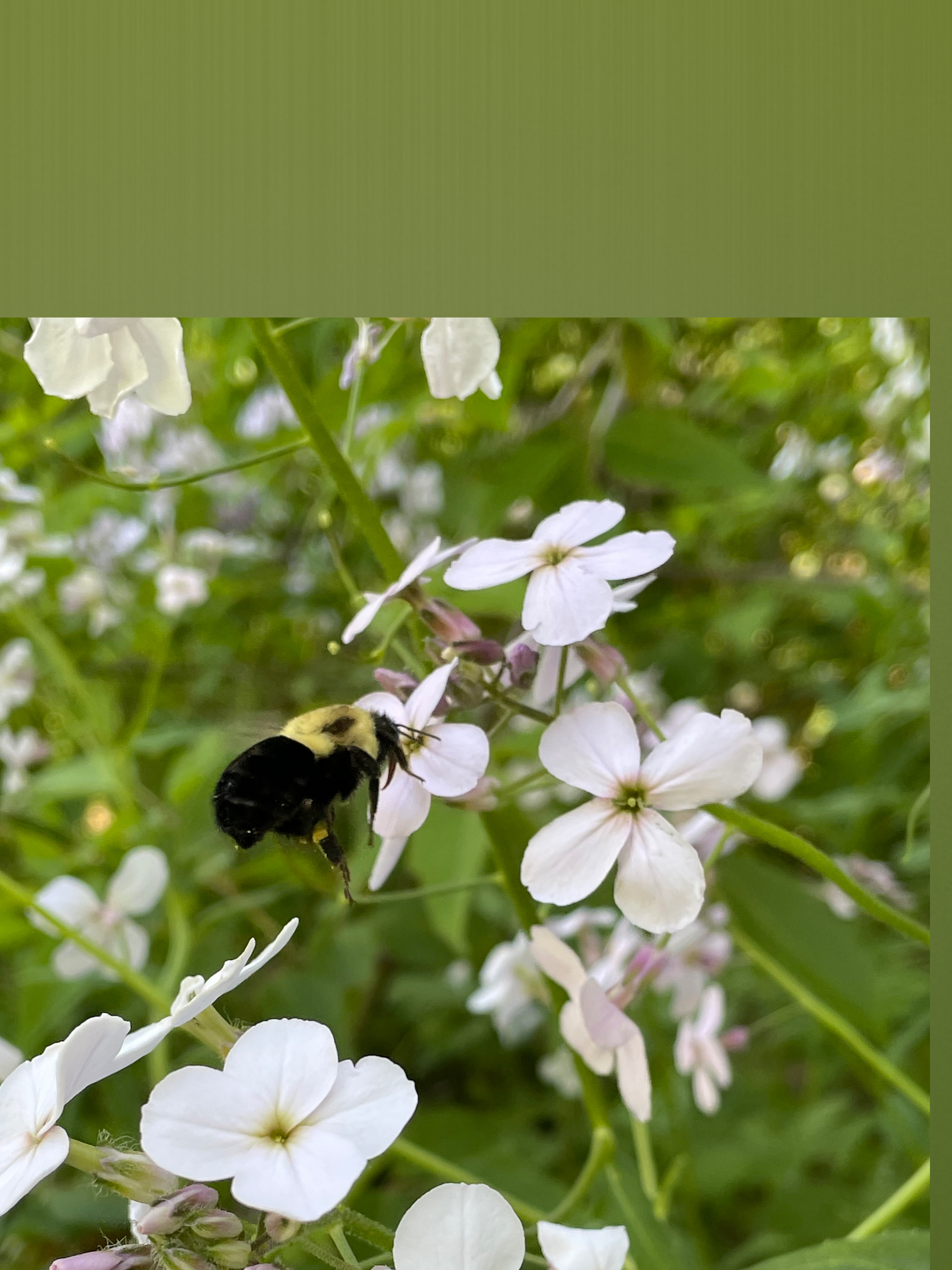 Miss.inhermind header