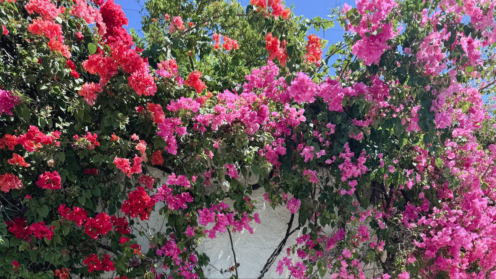 Molly P header