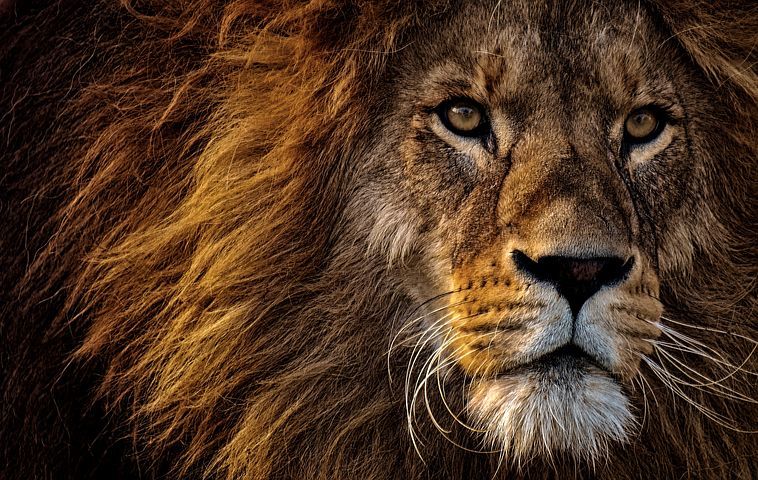Danny 😈🇬🇧🦁 header