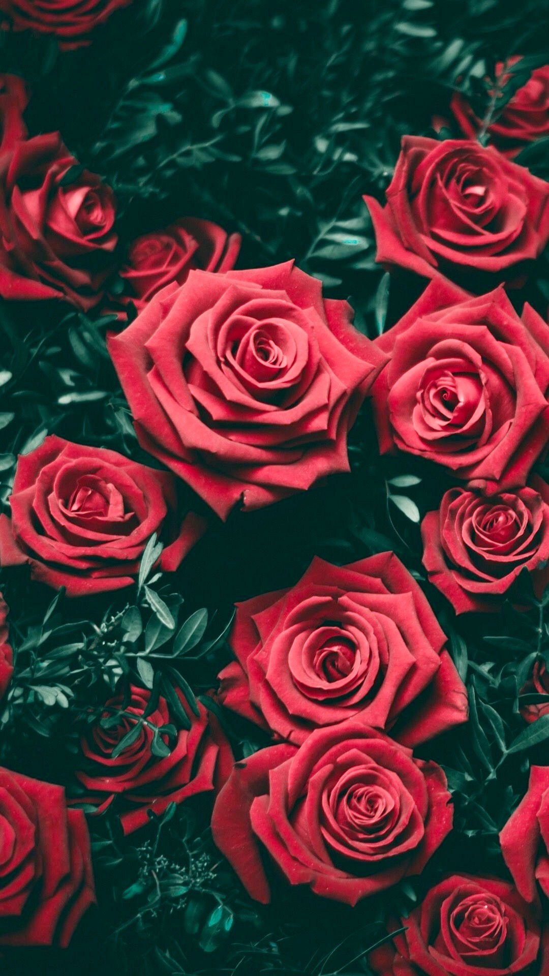 New England babe header