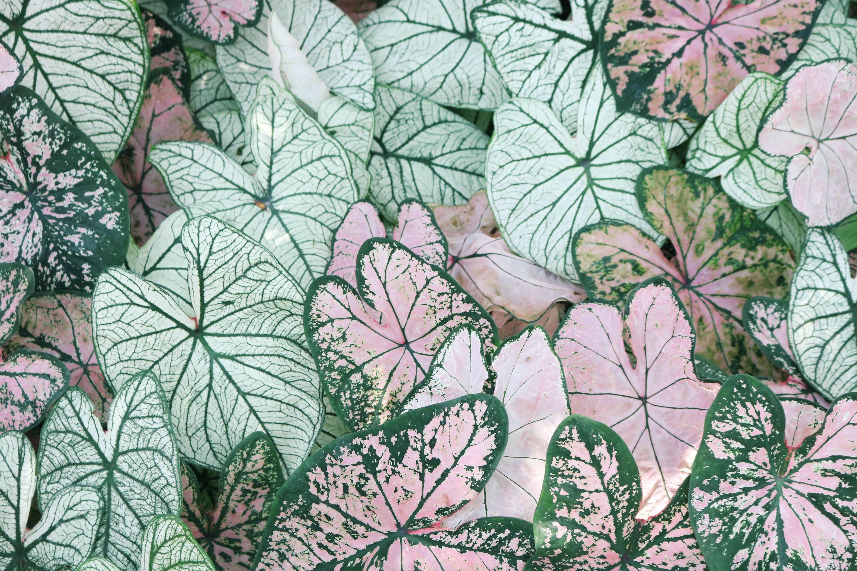 Pauline LaFlamme header