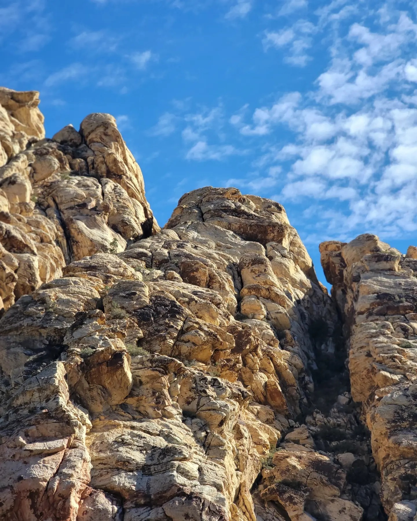 Petite Polished Tootsies header