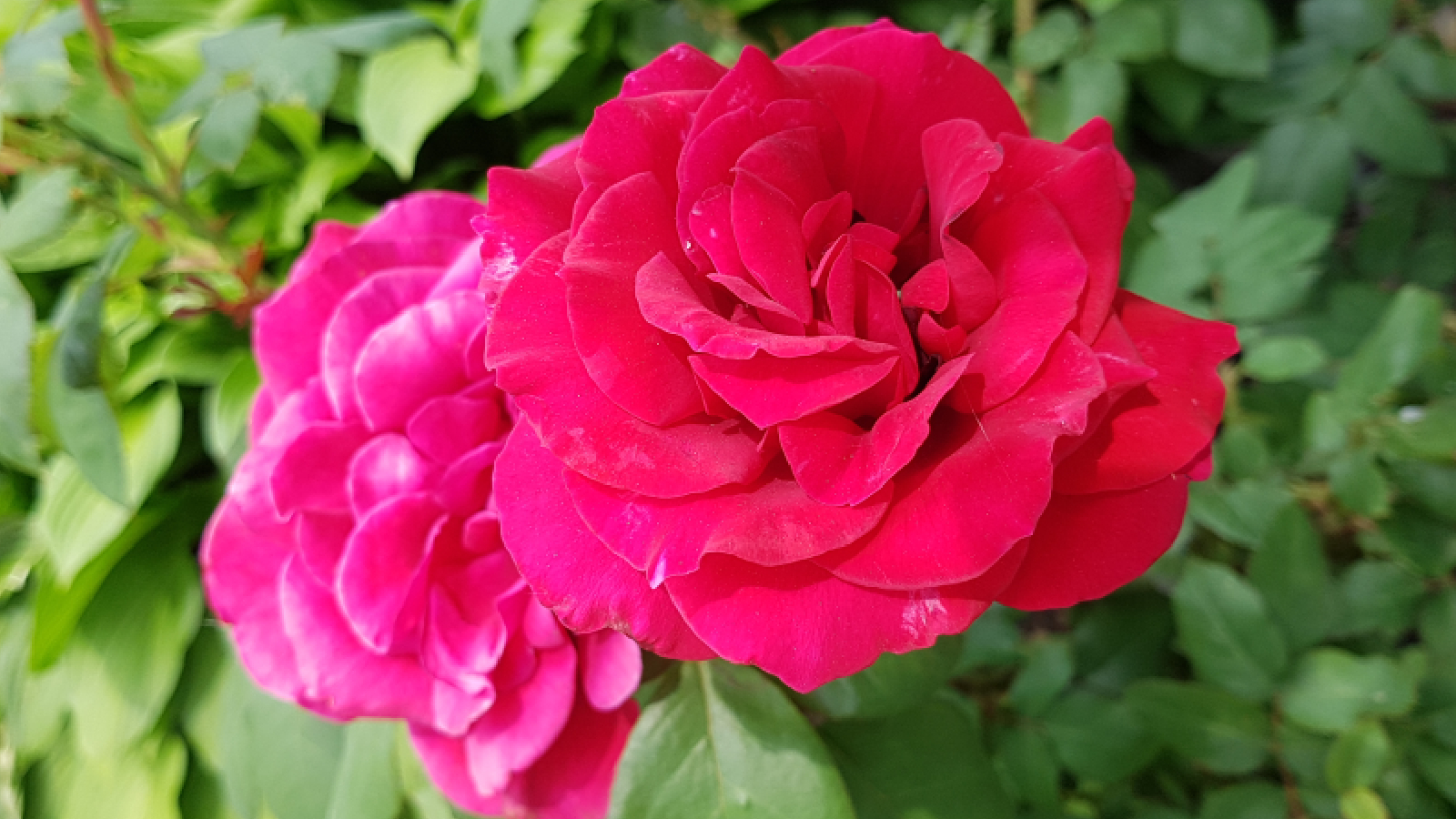 Xena's Secret Petals header