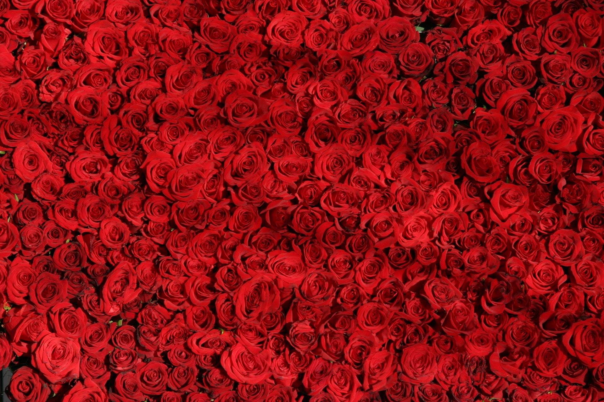 winnie rose header