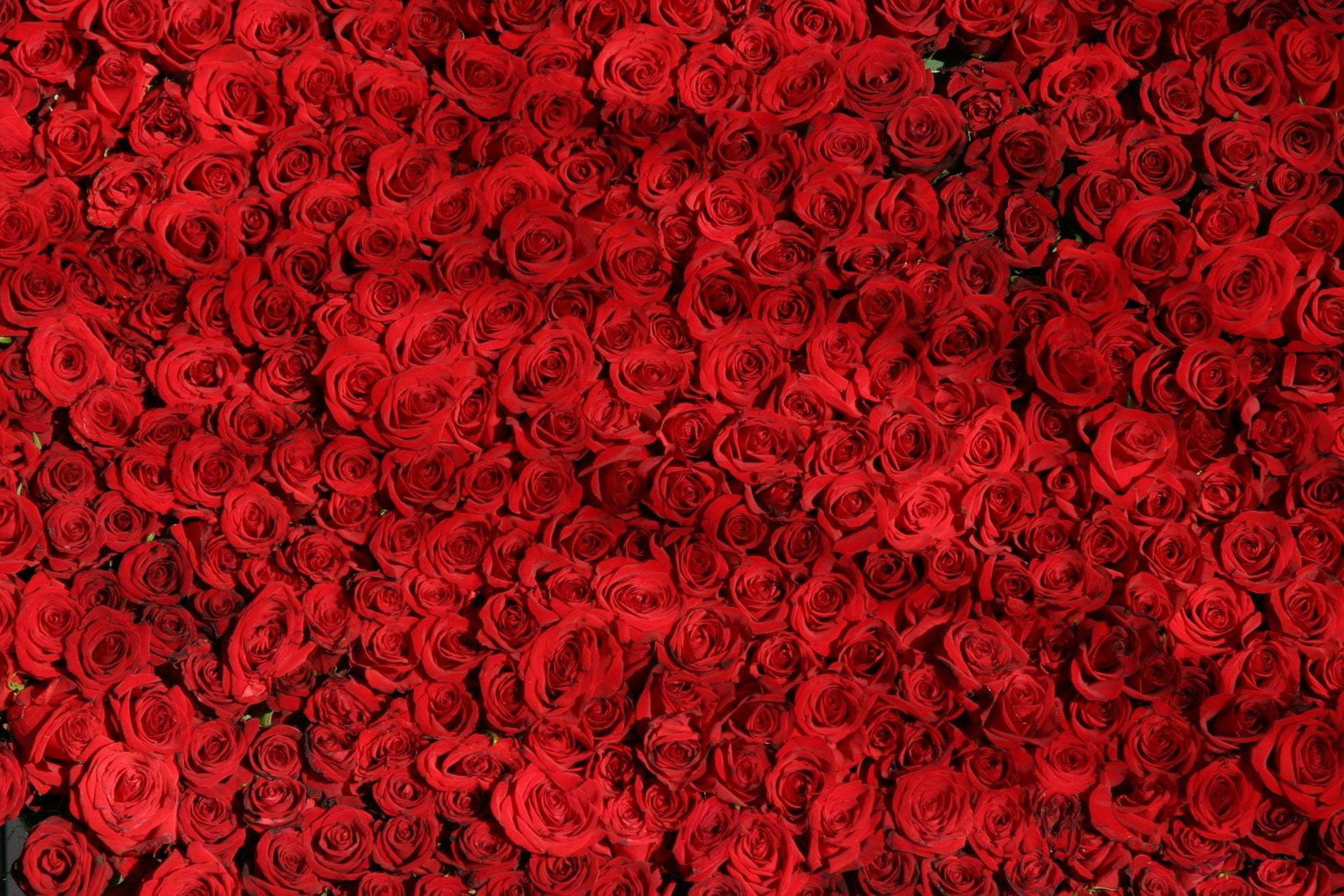 Winnie Rose header