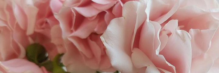 Wren Rhubarb ๐ header