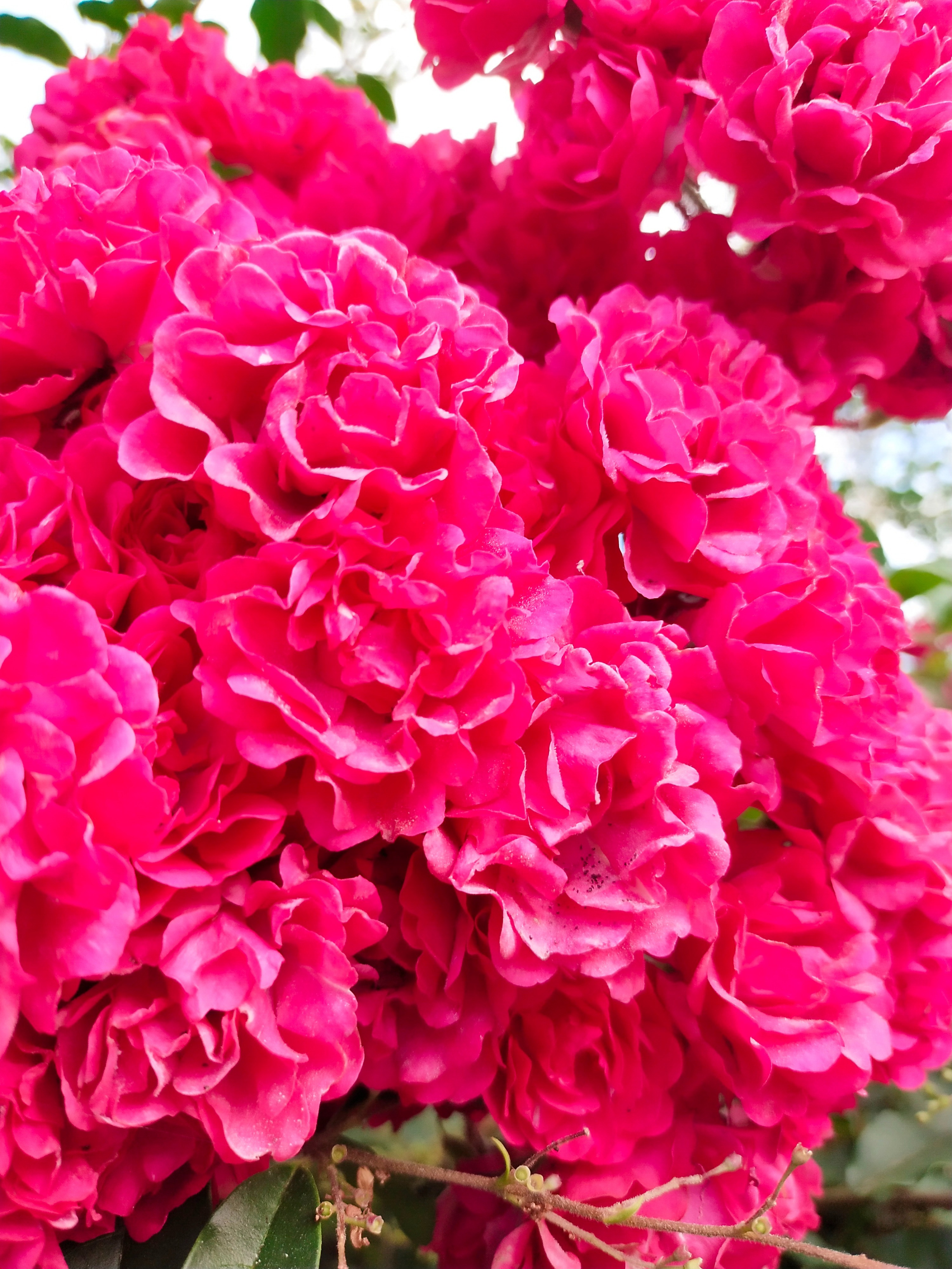 YourFavouriteRussianDoll header