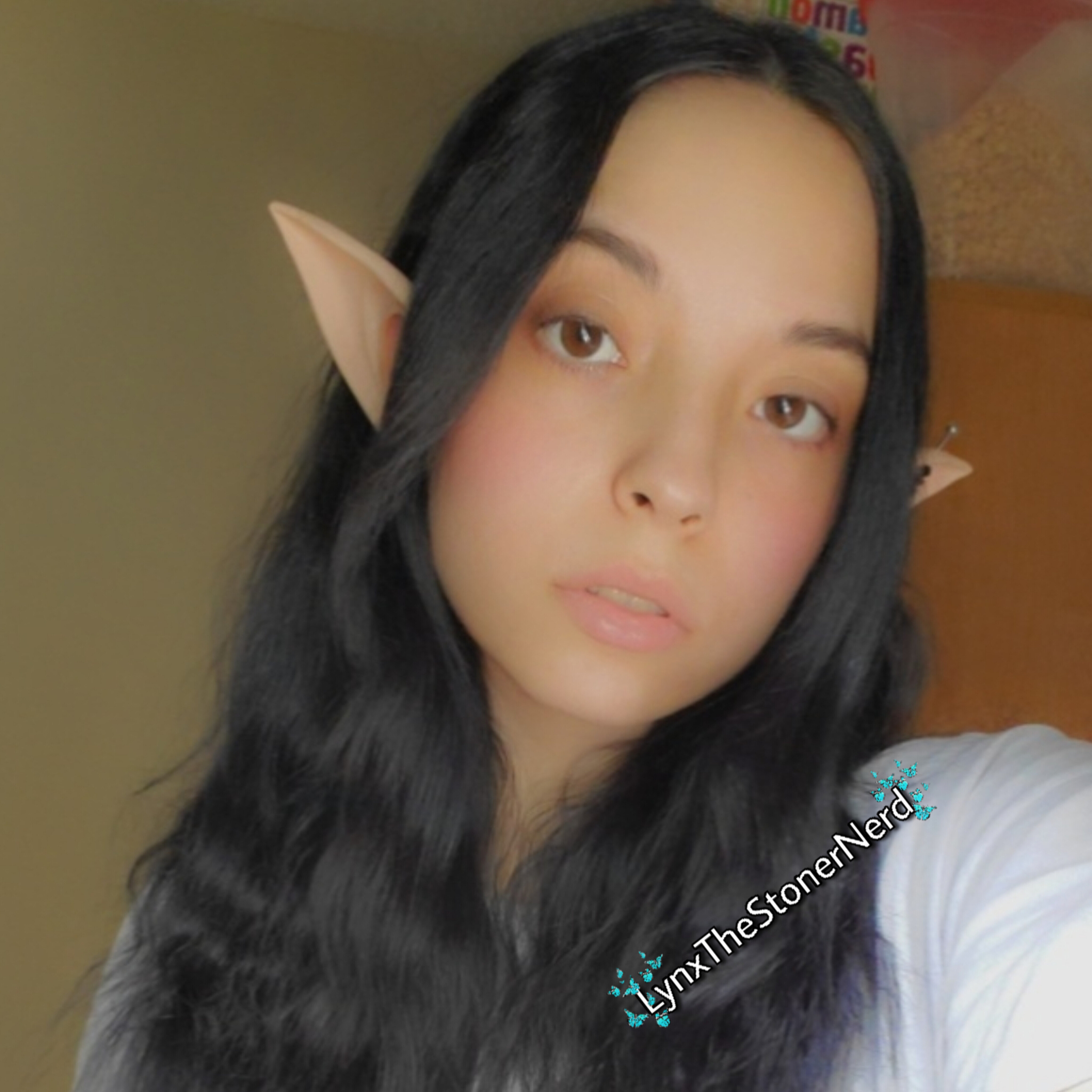 Lynx Lavorre ( Free page )